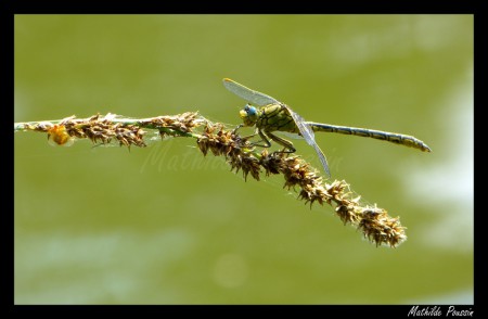 Gomphe gentil - Gomphus pulchellus